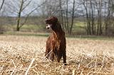 SETTER IRLANDAIS 516